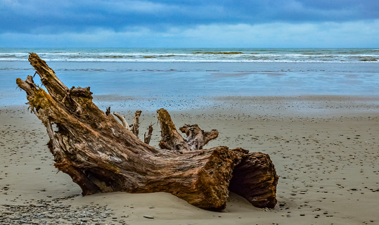 A large tree trunk washed onshore at South Padre Island, Texas.