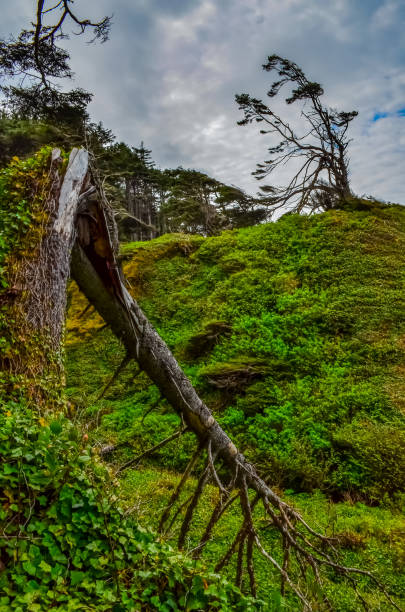 old conifers fall from the edge of a cliff into the pacific ocean in olympic national park, washington, usa - washington state coastline beach waters edge photos et images de collection