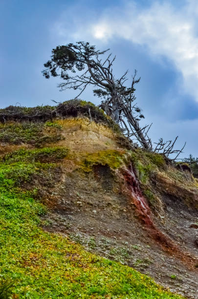 conifères au bord de la falaise de l’océan pacifique dans le parc national olympique - washington state coastline beach waters edge photos et images de collection