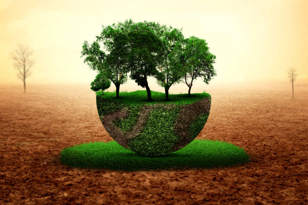 Afforestation and forest management reduce CO2 and protect land sdgs