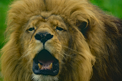 animal themes: single african panthera lion head . Roaring with open beak.