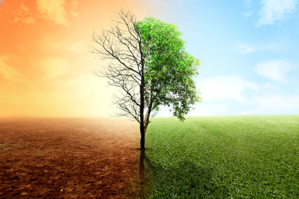 istock The difference between drought trees to growing trees on the ground with different sky 1984916872