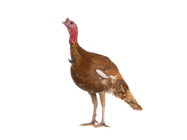 red bourbon turkey female isolated on a white background