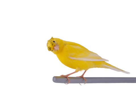 yellow canary isolated on a white background