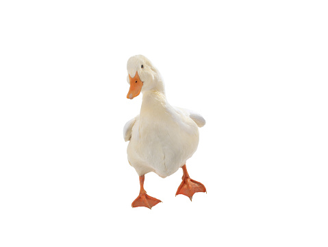 walking white duck isolated on white background