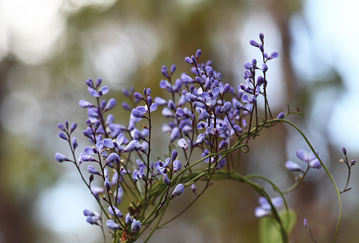 Blue flowers of the Australian native climber the Love Creeper Comesperma volubile, family Polygalaceae. Endemic to heath and sclerophyll forest along east coast of Australia. Flowers spring to summer.