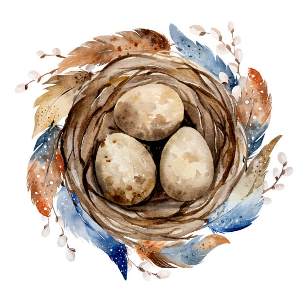 nest with eggs and beautiful feathers - breeze stock illustrations