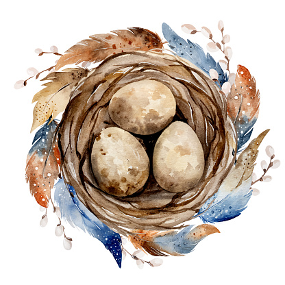 Hand-Painted Watercolor Depicts Nest With Eggs And Beautiful Feathers
