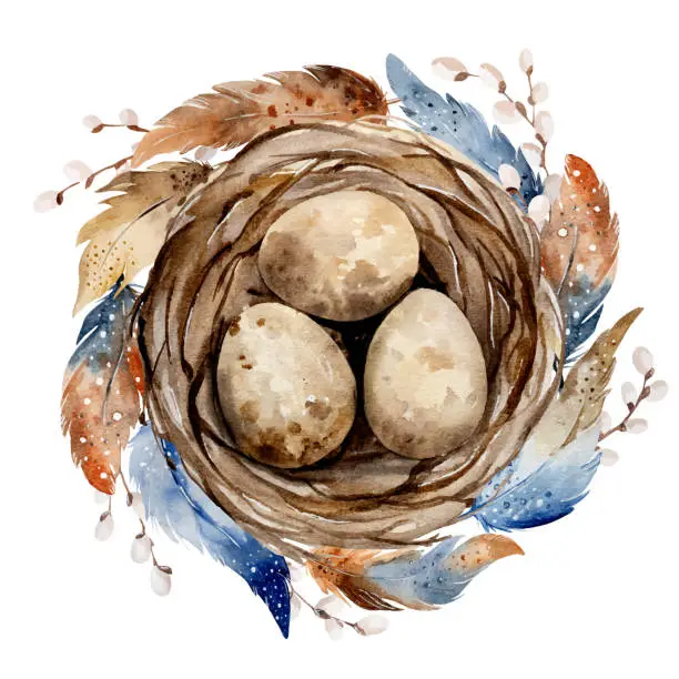 Vector illustration of Nest With Eggs And Beautiful Feathers