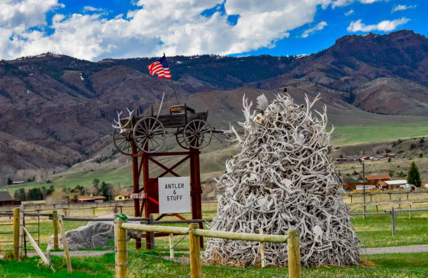 le corna dei cervi in cui vivono gli uccelli, la bandiera degli stati uniti che sventola al vento - deer stag wall animal head foto e immagini stock