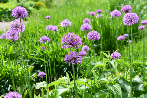 Violett blühender Riesen- Lauch in einem Park