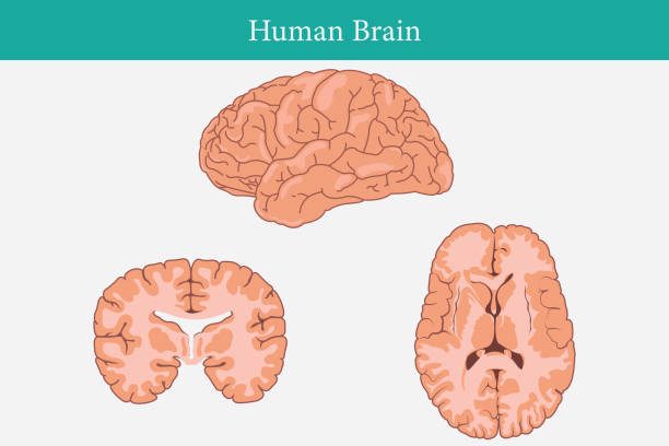 ilustraciones, imágenes clip art, dibujos animados e iconos de stock de human brain - mri scan brain alzheimers disease medical scan