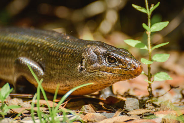Land mullet (Egernia Major) is one of the largest members of the skink family, the lizard in the wild sitting among small vegetation in the forest. Land mullet (Egernia Major) is one of the largest members of the skink family, the lizard in the wild sitting among small vegetation in the forest. egernia stock pictures, royalty-free photos & images