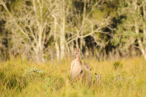 Eastern gray kangaroo (Macropus giganteus) Australian animals, mammals stand and look around in the tall grass on the edge of the eucalyptus forest.