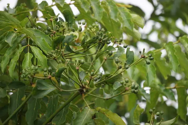 Photo of Phellodendron amurense (Amur cork tree). It has been used as a Chinese traditional medicine for the treatment of meningitis, bacillary dysentery, pneumonia, tuberculosis, tumours, jaundice