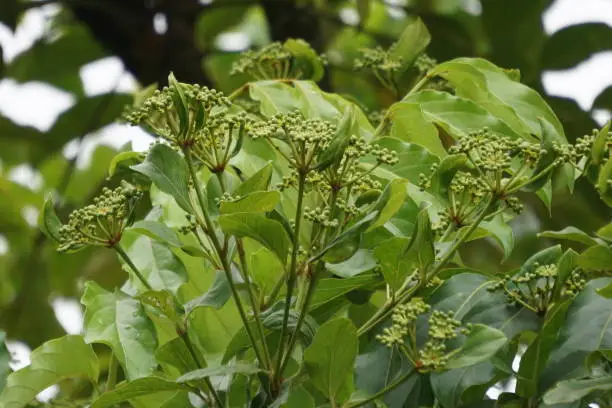 Photo of Phellodendron amurense (Amur cork tree). It has been used as a Chinese traditional medicine for the treatment of meningitis, bacillary dysentery, pneumonia, tuberculosis, tumours, jaundice