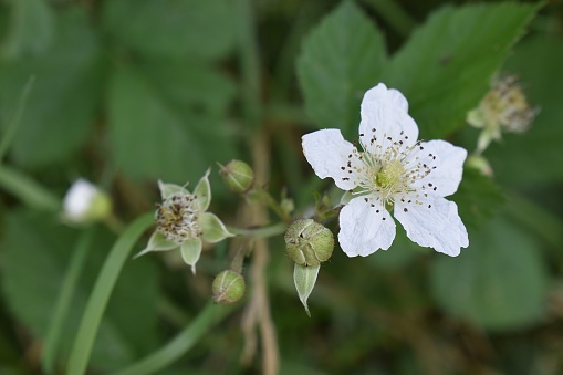 Outdoor close-up of the white flowers of a bramble (Rubus) at different stages of vegetation. Drôme, France.