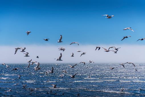 Beautiful seaside landscape, an empty beach, the foamy water of the Baltic Sea, sea gulls walking on the sand, Island Wolin, Miedzyzdroje, Poland