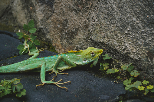 Lizard sitting on tree log in bushland rainforest, national park Australia