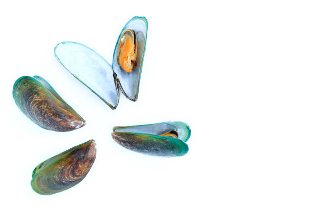 Mussel in shells isolated on white background, Sea Food.