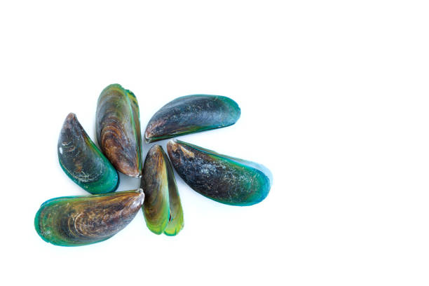 Mussel in shells isolated on white background, Sea Food.