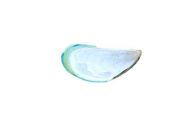 Shell of a Mussel isolated on white background, Green Mussel shell.