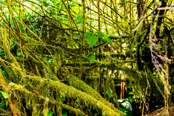 dense forest in British Columbia in Canada