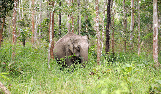 Muthanga Wildlife Sanctuary in Wayanad is the second largest wildlife sanctuary in Kerala, India.  Muthanga consists of tropical moist dry deciduous, evergreen forests, bamboo thickets and plantations, and is home to many varieties of birds and animals. The Sanctuary has a large population of pachyderms and has been declared a Project Elephant site.