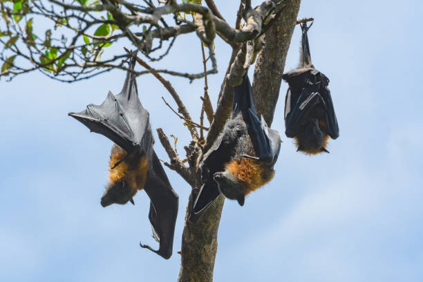 istock Flying fox, bats, flying mammals with large black wings and rusty neck hang upside down on a branch and rest during the day after hunting at night. 1984999334