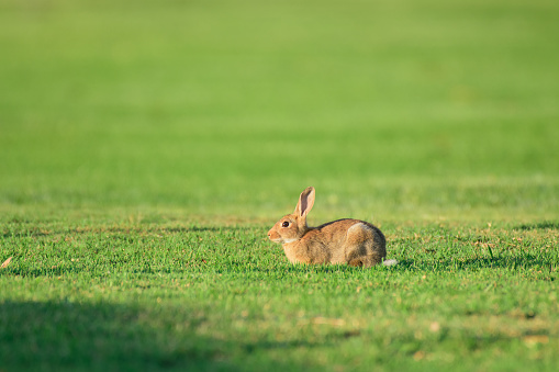 Cute easter bunny outdoors in meadow at springtime