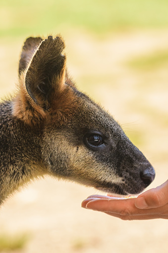 Swamp wallaby (Wallabia) a mammal from the kangaroo subfamily, a kangaroo with grayish rusty fur sits in the shade and eats a dry corn grain from the hand, feeding a kangaroo.