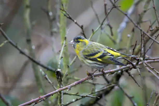 Male Eurasian siskin (Spinus spinus) perching in a thorn bush.