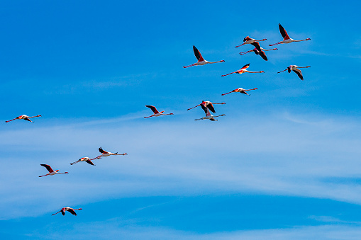 Group of flying pink flamingos against blue sky