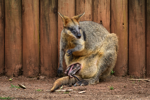 Swamp wallaby (Wallabia) a mammal from the kangaroo subfamily, the female sits on the ground with a young kangaroo in a bag and rests in the shade.