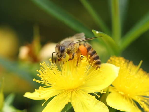 A honeybee pollinating yellow hypericum flower