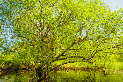 Lake in forest. Pond.