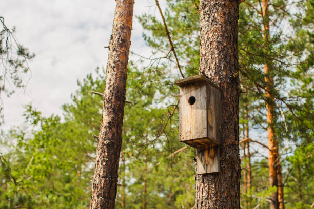 birdhouse on tree trunk. - birdhouse birds nest animal nest house photos et images de collection