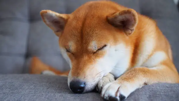 Photo of a japanese female red Shiba on human sofa.