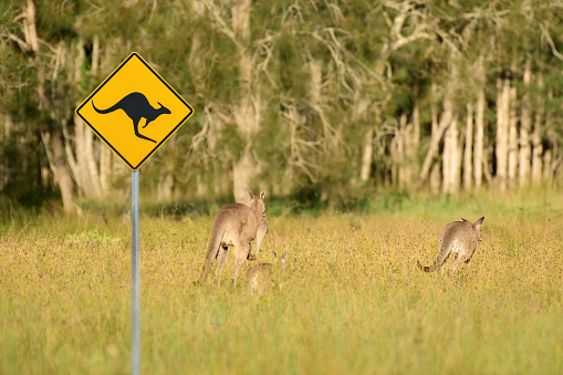 Warning sign caution kangaroos set near the forest. You can meet wild animals in this place. Kangaroos will escape by jumping through the tall grass into the forest.