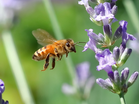 A honeybee hovering and purple lavender flower