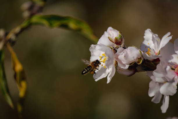 istock Bee in the almond trove 1985038929