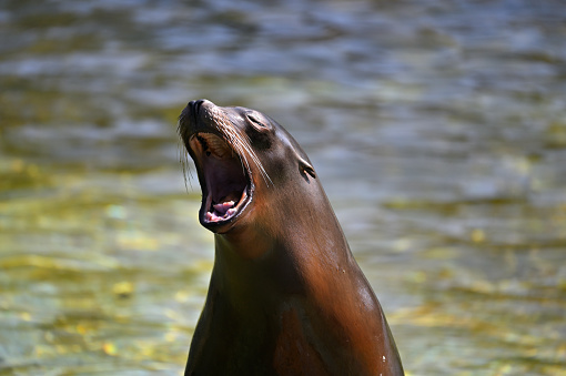 Sea Lion playfully shows it's nose to the photographer