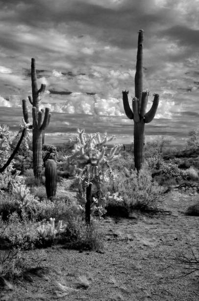 istock Infrared Saguaro Cactus Sonora desert Arizona 1985047803