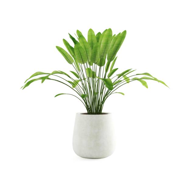istock 3D rendering of a potted plant on a white background 1985048359