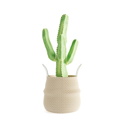 3D rendering of potted cactus isolated on white background