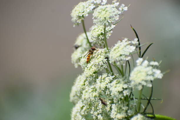 a tiny wasp on the white carrot flower