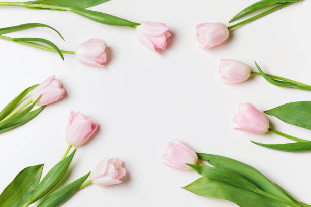 istock Light pink blooming tulips flowers row over white background. Spring holiday banner, frame, border, happy easter card, mothers day, international womans day. Flat lay, top view, copy space 1985062286