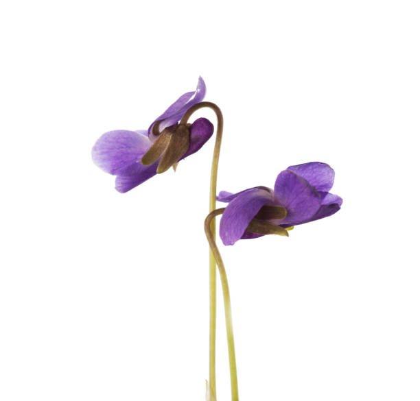 istock Two early spring flowers ( Viola odorata) isolated on white background.  Wood Violet. Selective focus 1985062301