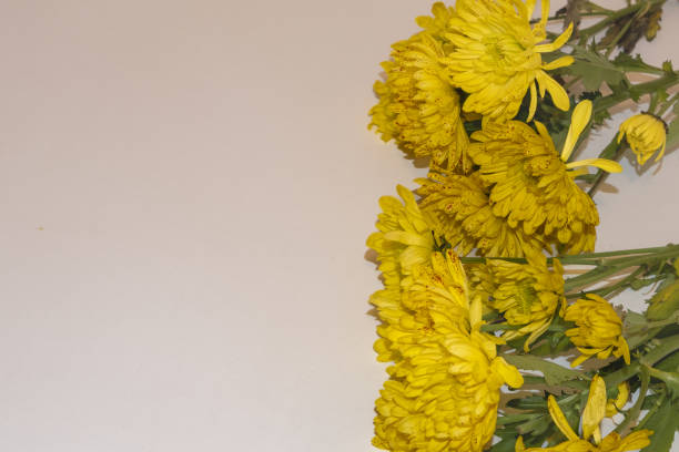Bouquet of spring flowers on a light background