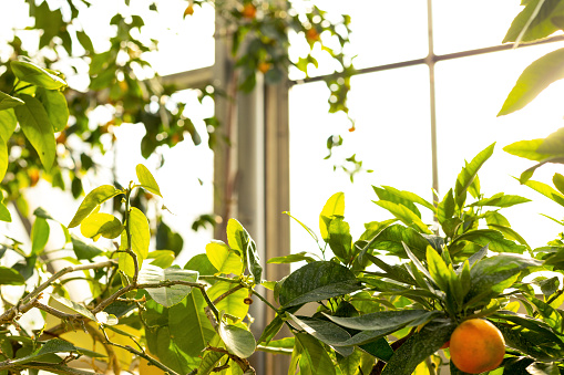 Tangerine tree in a greenhouse